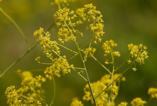 Isatis tinctoria (alternate view 7)
