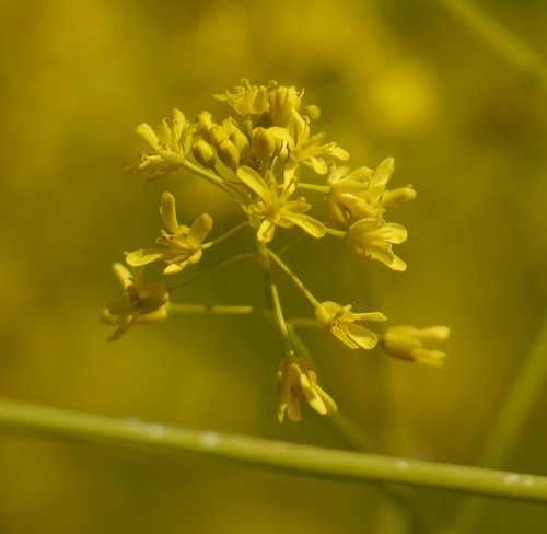 Isatis tinctoria (alternate view 8)
