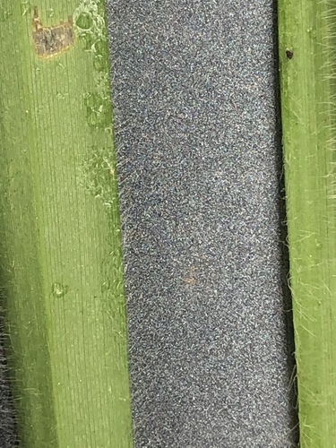 Dichanthelium (rosette grasses)