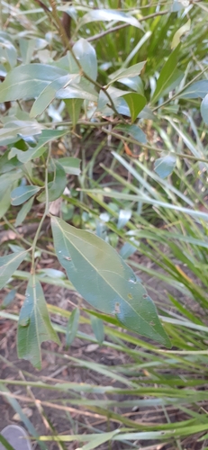 Cryptocarya triplinervis (Brown Laurel) (alternate view 6)
