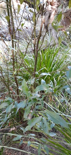 Cryptocarya triplinervis (Brown Laurel) (alternate view 7)