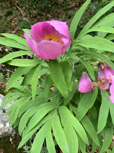 Paeonia officinalis (common peony)