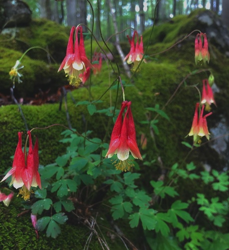 Aquilegia canadensis (Wild Columbine)