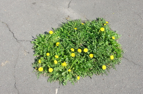 Taraxacum officinale (Dandelion Greens) (alternate view 5)
