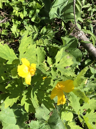 Chelidonium diphyllum (Celandine Poppy) (alternate view 10)