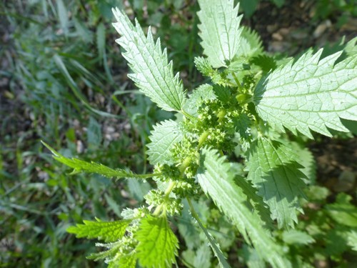 Urtica urens (small nettle)