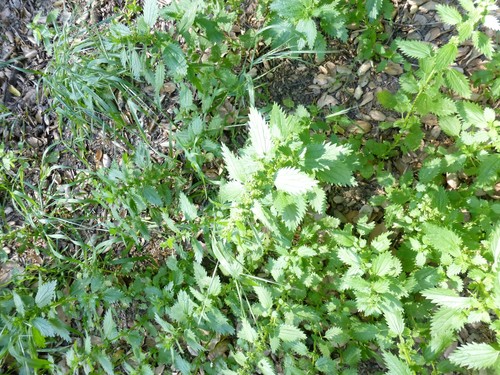 Urtica urens (small nettle) (alternate view 2)