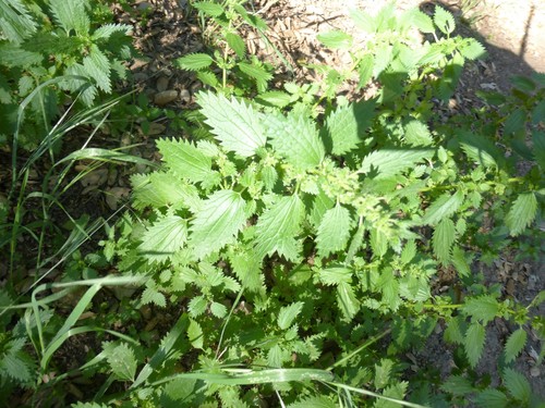 Urtica urens (small nettle) (alternate view 3)