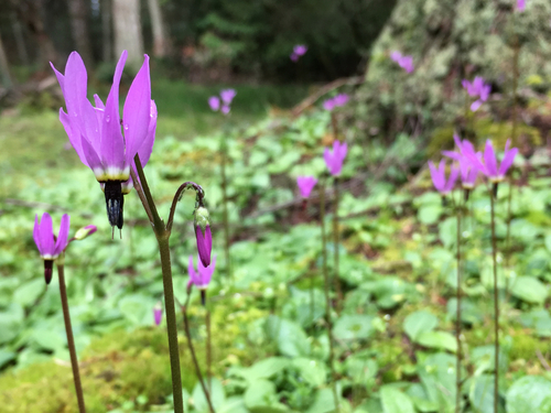 Primula hendersonii (Henderson's shooting star) (alternate view 8)