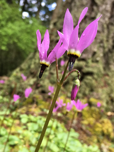 Primula hendersonii (Henderson's shooting star) (alternate view 6)