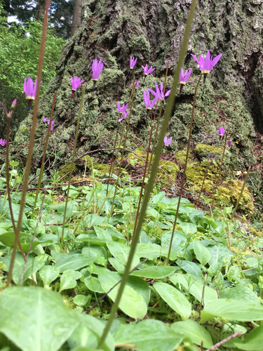 Primula hendersonii (Henderson's shooting star) (alternate view 7)