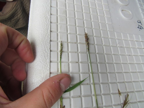 Zoysia japonica (Zoysia Grass) (alternate view 5)