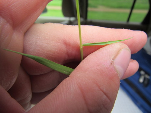 Zoysia japonica (Zoysia Grass) (alternate view 4)