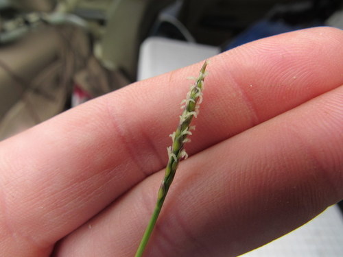 Zoysia japonica (Zoysia Grass) (alternate view 3)