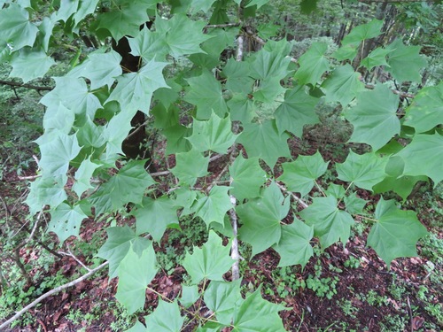 Acer pictum (Painted Maple)