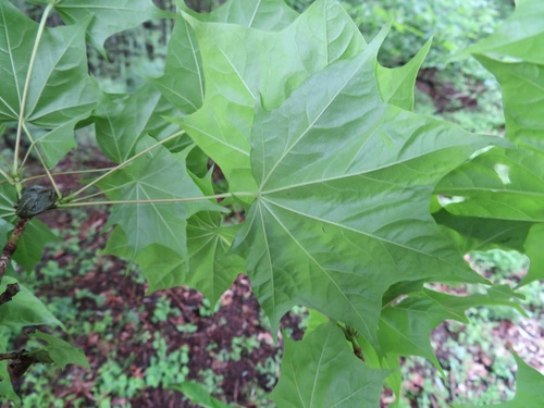Acer pictum (Painted Maple) (alternate view 2)