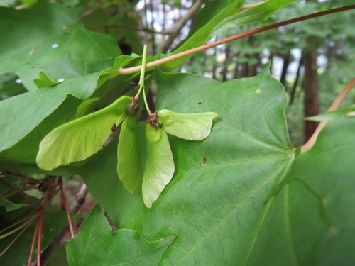 Acer pictum (Painted Maple) (alternate view 3)