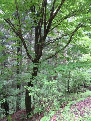 Acer pictum (Painted Maple) (alternate view 5)