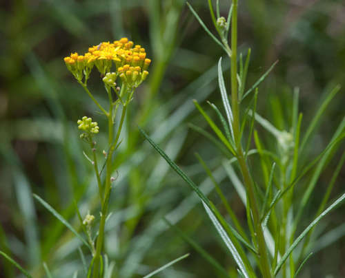 Senecio linearifolius (fireweed groundsel)