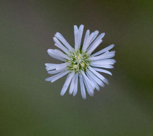 Lagenophora sublyrata (slender bottle-daisy) (alternate view 4)