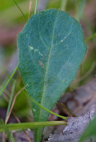 Lagenophora sublyrata (slender bottle-daisy) (alternate view 5)