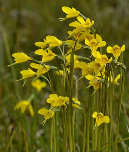 Diuris chryseopsis (Common Golden Moths) (alternate view 5)