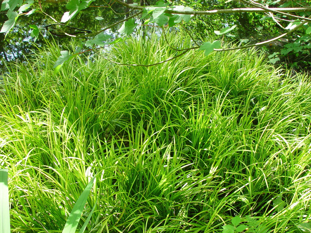 Carex oshimensis, Japanese sedge — clumping evergreen (Cyperaceae) (image 10 of 10)