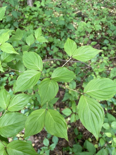 Cornus kousa (kousa dogwood) (alternate view 8)