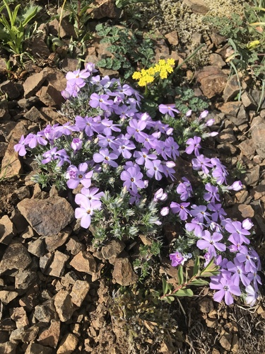 Phlox diffusa (spreading phlox) (alternate view 2)