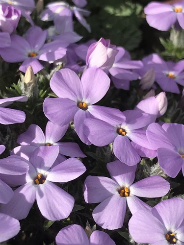 Phlox diffusa (spreading phlox) (alternate view 3)