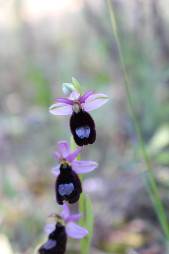 Ophrys (Bee Orchids) (alternate view 8)