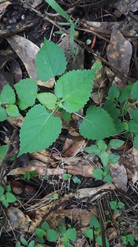 Fatoua villosa (hairy crabweed) (alternate view 8)