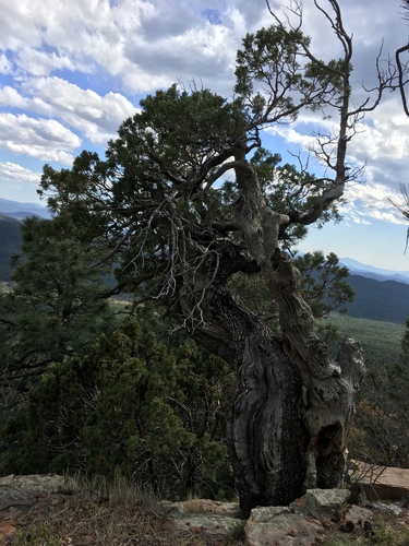 Juniperus deppeana (alligator juniper) (alternate view 4)