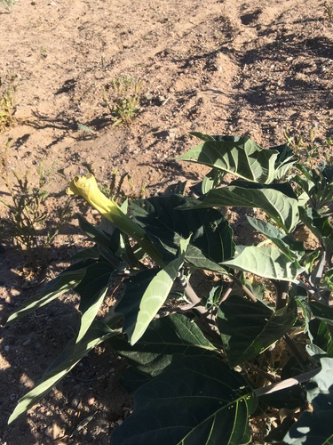 Datura wrightii (Sacred Datura)