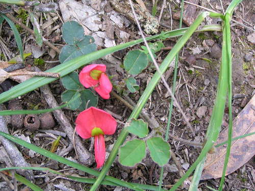 Kennedia prostrata (Running Postman) (alternate view 8)