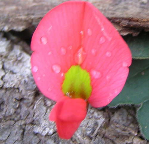 Kennedia prostrata (Running Postman) (alternate view 9)