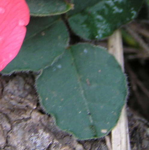Kennedia prostrata (Running Postman) (alternate view 10)