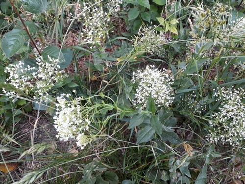 Lepidium draba (Heart-podded Hoary Cress)