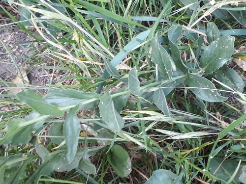 Lepidium draba (Heart-podded Hoary Cress)