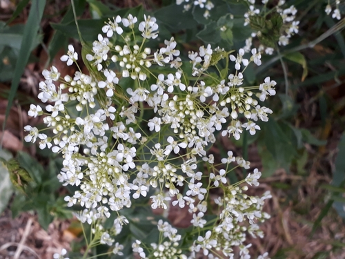Lepidium draba (Heart-podded Hoary Cress)