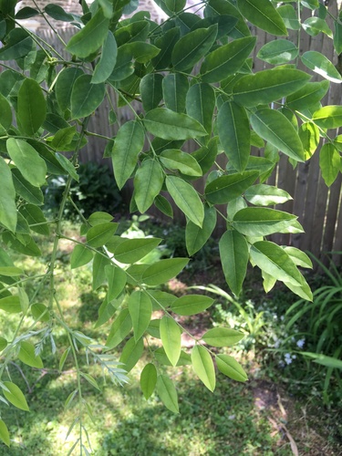 Styphnolobium japonicum (Japanese pagoda tree)