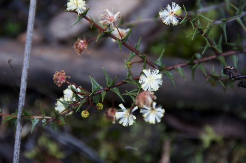 Acacia gunnii (ploughshare wattle)