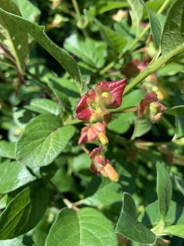 Lonicera involucrata (twinberry honeysuckle)