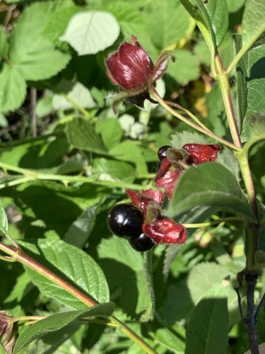 Lonicera involucrata (twinberry honeysuckle)