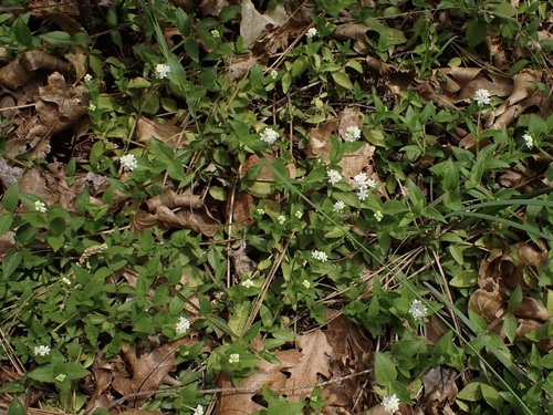 Whipplea modesta (modesty) (alternate view 3)