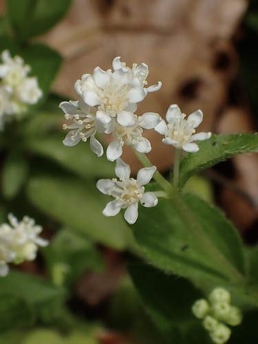 Whipplea modesta (modesty)