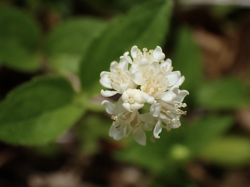 Whipplea modesta (modesty) (alternate view 2)