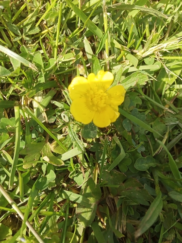 Ranunculus acris (meadow buttercup) (alternate view 5)