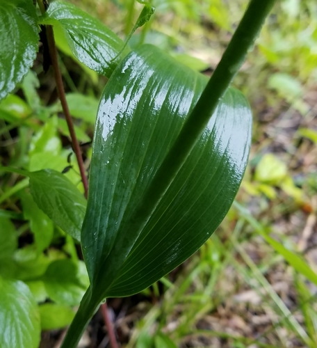 Polygonatum biflorum (Solomons Seal)