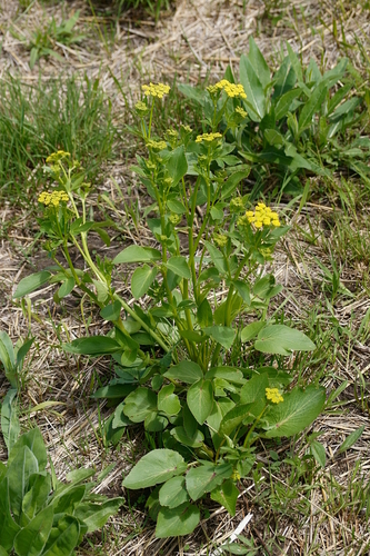 Zizia (Alexanders) (alternate view 6)